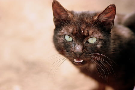 macro shot of black cat thumbnail