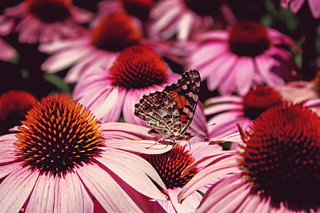 selective focus photography of butterfly on red and pink flowers thumbnail