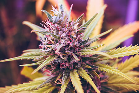 close up photography of green cannabis plant thumbnail
