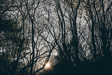 sun and silhouette of trees thumbnail