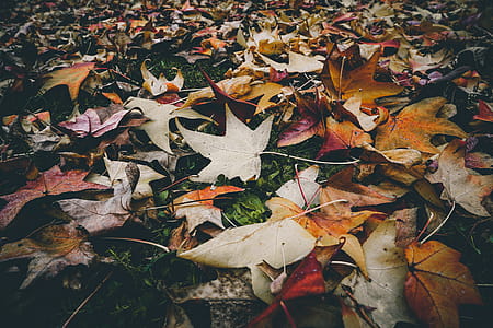 wood, nature, water, pattern thumbnail