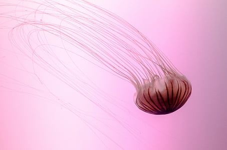 white jellyfish thumbnail