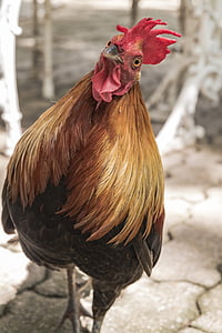 closeup photo of brown and black rooster thumbnail