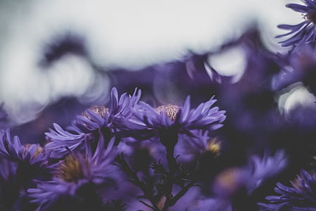 purple aster flowers in bloom thumbnail