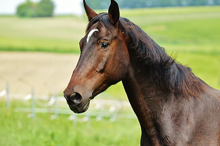 brown horse thumbnail