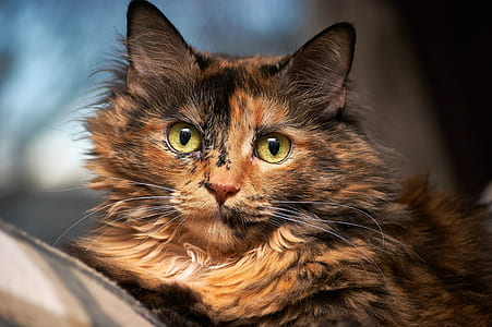 closeup photography of short-fur brown cat thumbnail