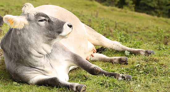 closeup photo of white and gray cow laying on ground thumbnail