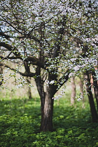 white flowering tree thumbnail