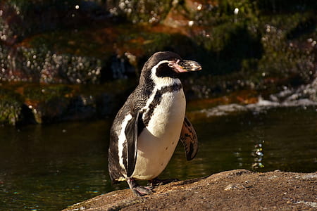 white and black penguin thumbnail