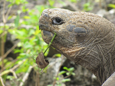 Galapagos Turtle, Giant Turtle thumbnail