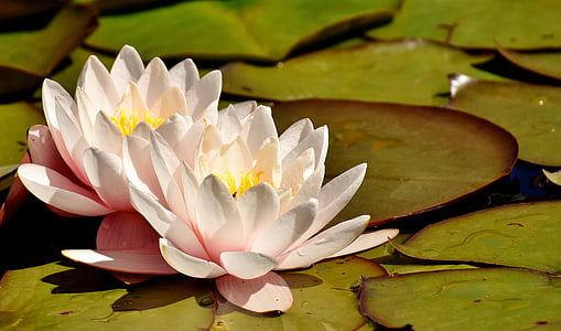 white water lily on body of water thumbnail