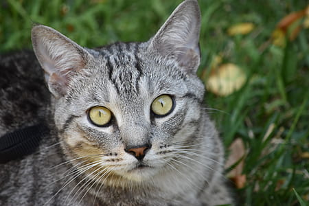 selective focus photography of silver tabby cat thumbnail