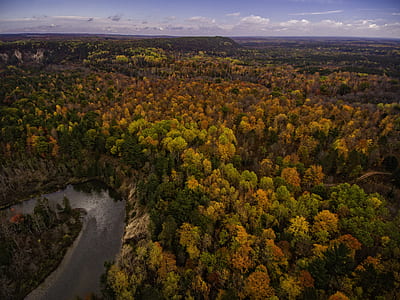 aerial photography of forest near body of water thumbnail