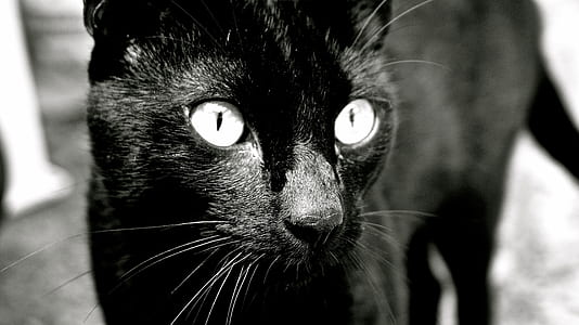 grayscale photo of cat thumbnail