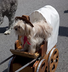 long-coated white dog riding horse carriage thumbnail