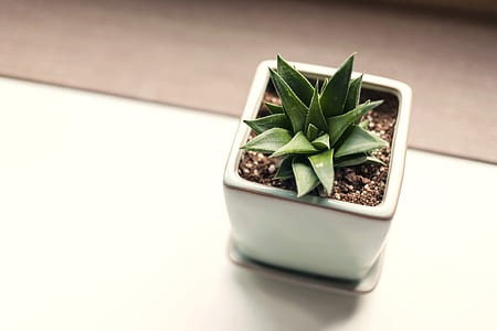 potted green leaf plant on white surface thumbnail