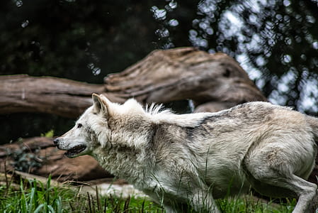 Gray and White Wolf thumbnail