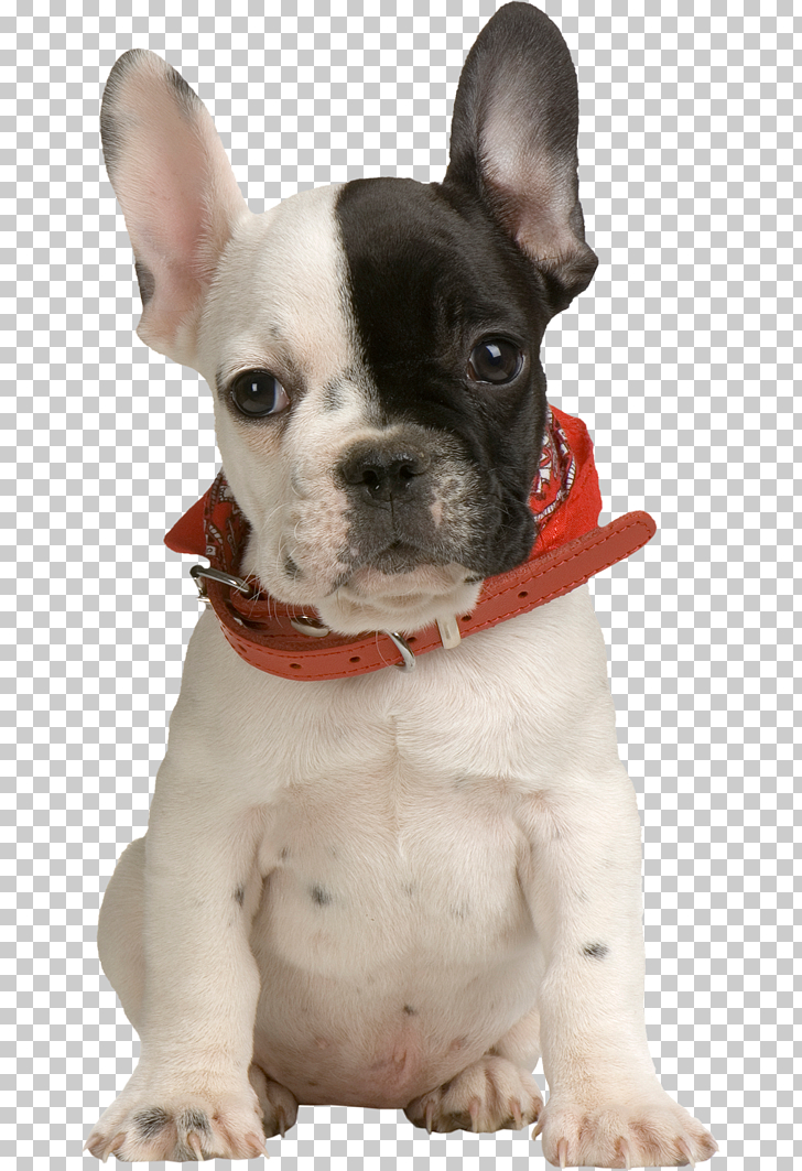 French Bulldog Puppy Pet Clothing Puppy Adult White And Black