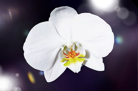 white and yellow orchid thumbnail