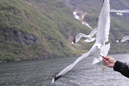 person feeding seagull thumbnail