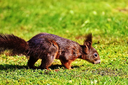 brown squirrel on grasses thumbnail