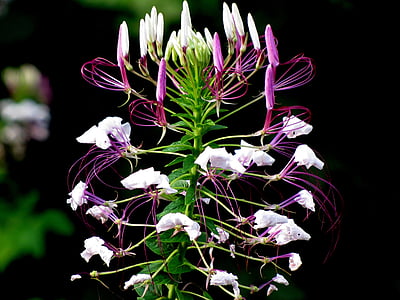 white and purple flower in close-up photography thumbnail