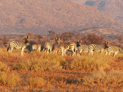 herd of Zebra thumbnail