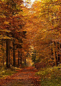 brown forest pathway under sunset thumbnail