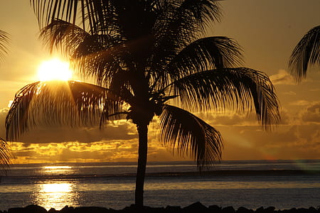 green coconut tree against light during golden hour thumbnail