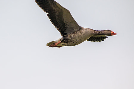 brown and grey flying duck on sky at daytime thumbnail