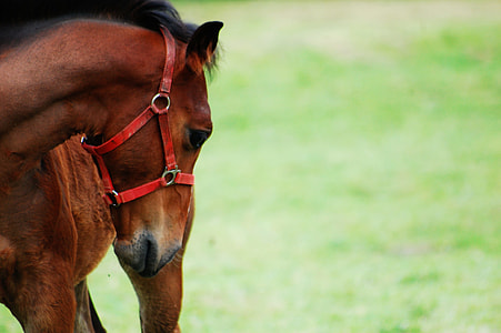 brown horse in green grass field thumbnail