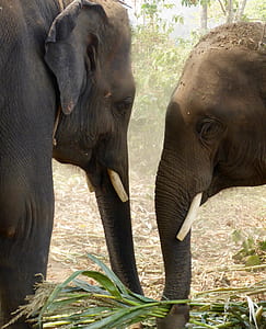 two gray elephants eating sweetcorn thumbnail