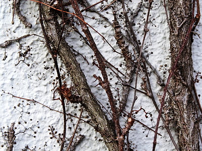 bare trees during winter thumbnail