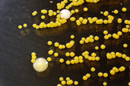Different shaped colonies of bacteria, yeast and mold growing on agar plates from enviromental samples. thumbnail