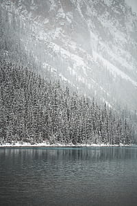 snow covered pine trees near calm body of water at daytime thumbnail