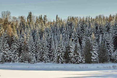 snowy pine trees thumbnail