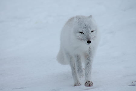 white snow wolf thumbnail