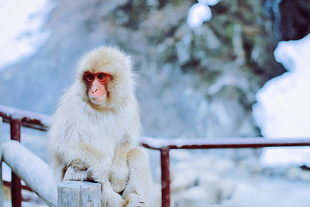 white monkey sitting on brown wooden bridge closeup photography thumbnail