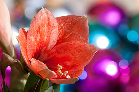 closeup photo of orange petaled flower with bokeh effect photo thumbnail