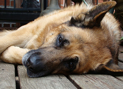 German shepherd laying on wooden floor thumbnail