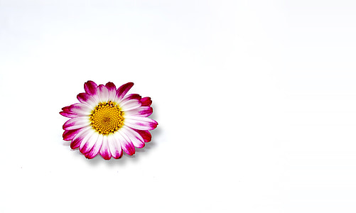 white and pink daisy thumbnail