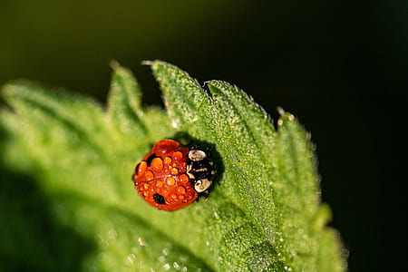 close-up photo of ladybug on green leaf with water dew thumbnail