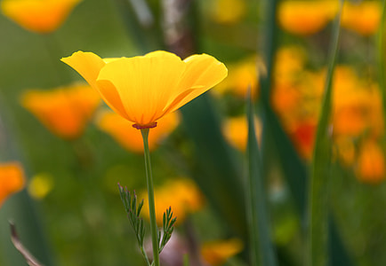 close up focus photo of yellow-petaled flower thumbnail