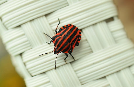 Italian striped beetle on white wicker surface thumbnail