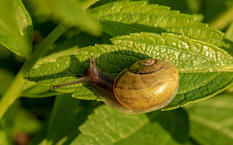 selective focus photography of snail on leaf thumbnail