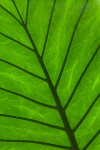 macro photography of green leaf thumbnail