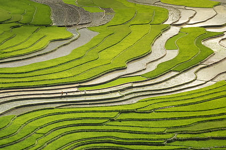 rice field thumbnail