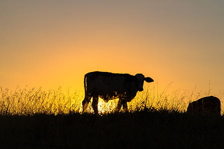 silhouette of cow during dawn thumbnail