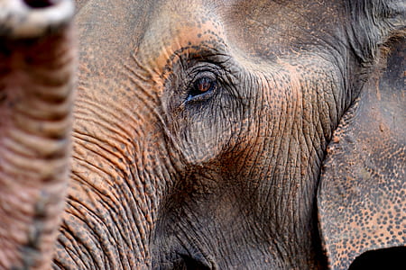 closeup photography of elephant eye during daytime thumbnail