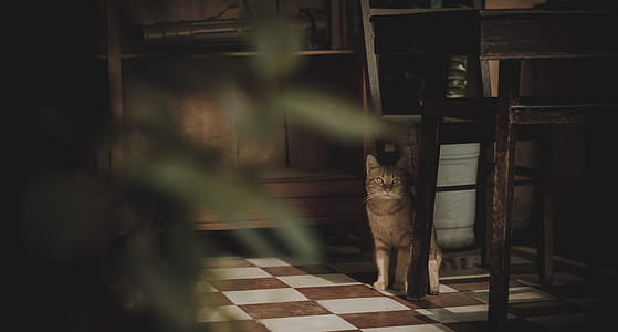 Photography of Cat Near Chair thumbnail